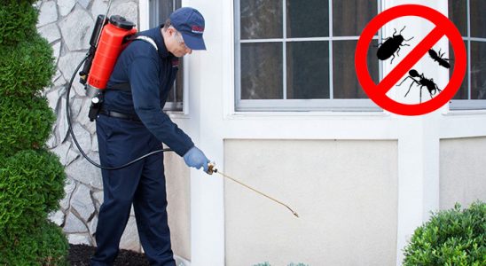Denizli Kene İlaçlama böcek ilaçlama ve haşere kontrolü — ilaclama-tr.com